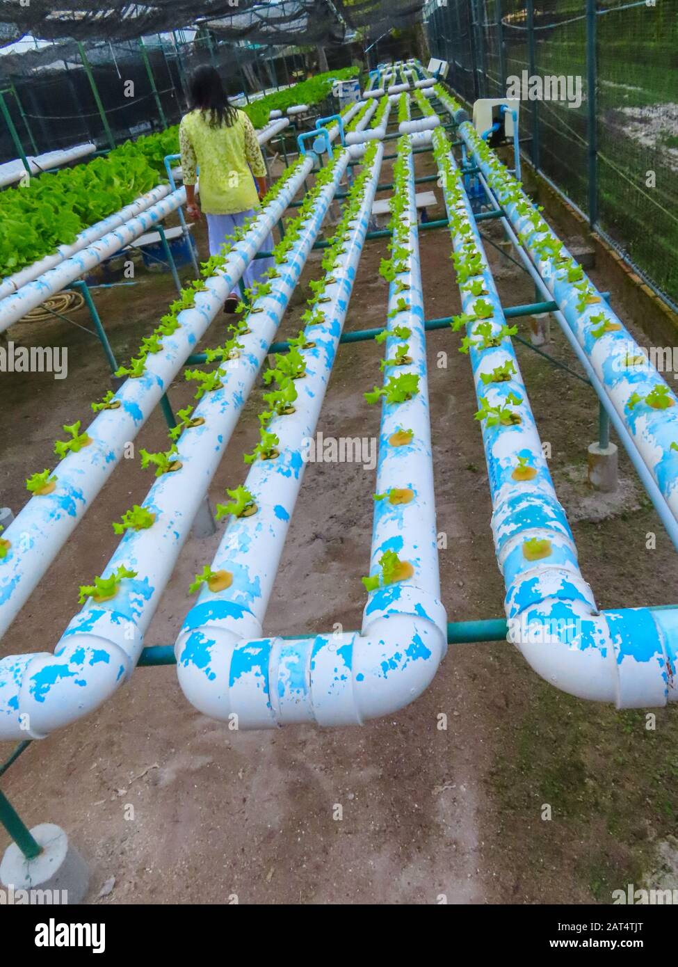 Hydroponic production of Organic Lettuce Stock Photo Alamy