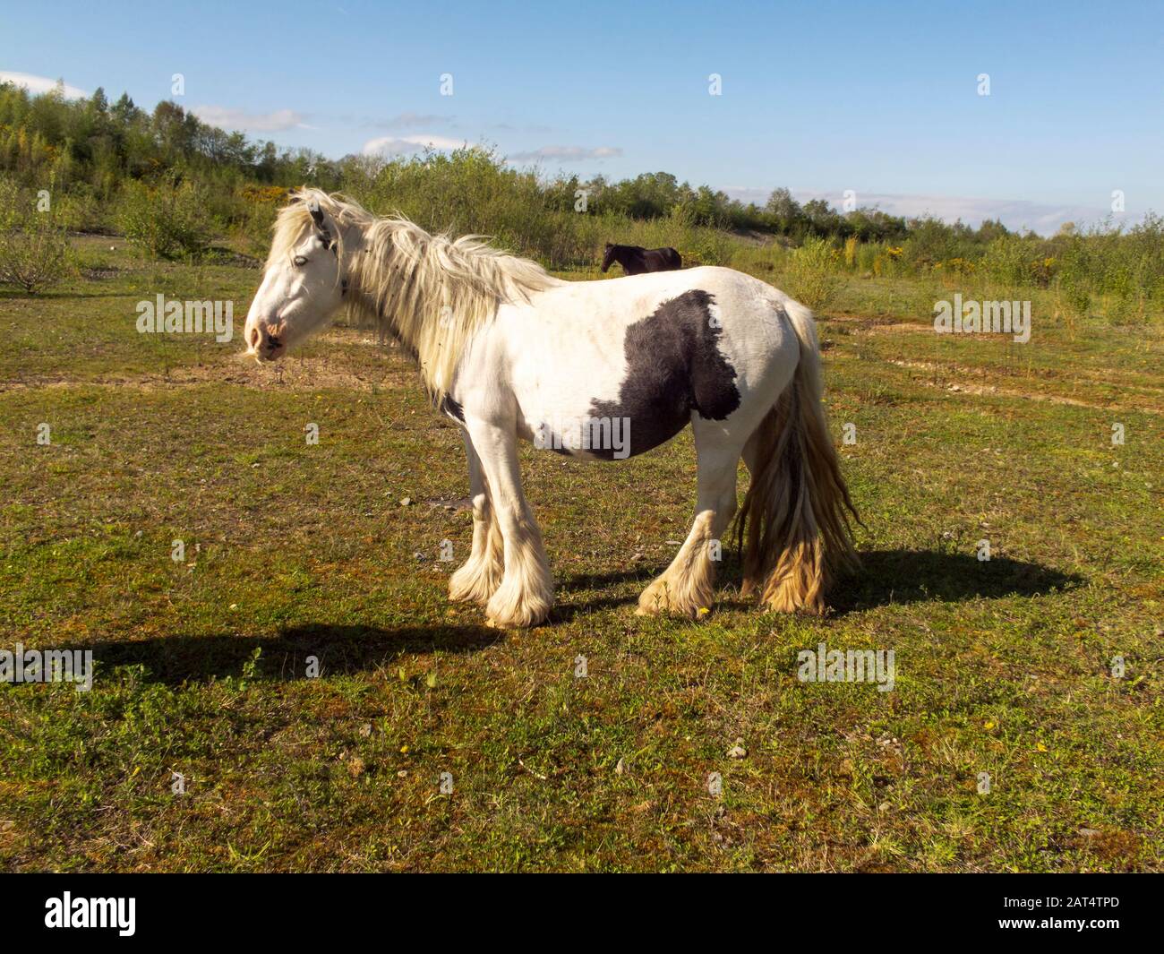 Piebald horse in the pasture Stock Photo