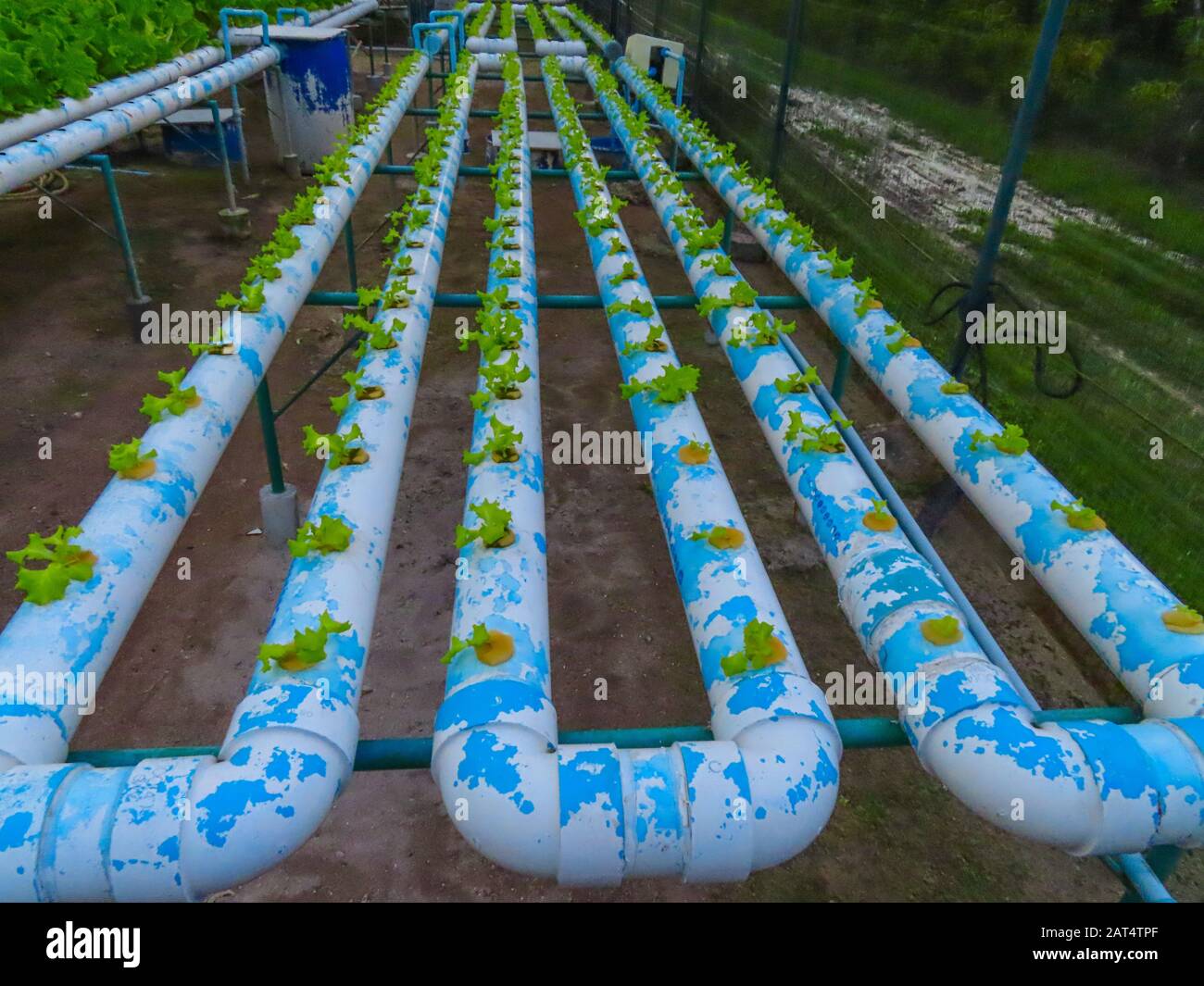 Hydroponic production of Organic Lettuce Stock Photo Alamy