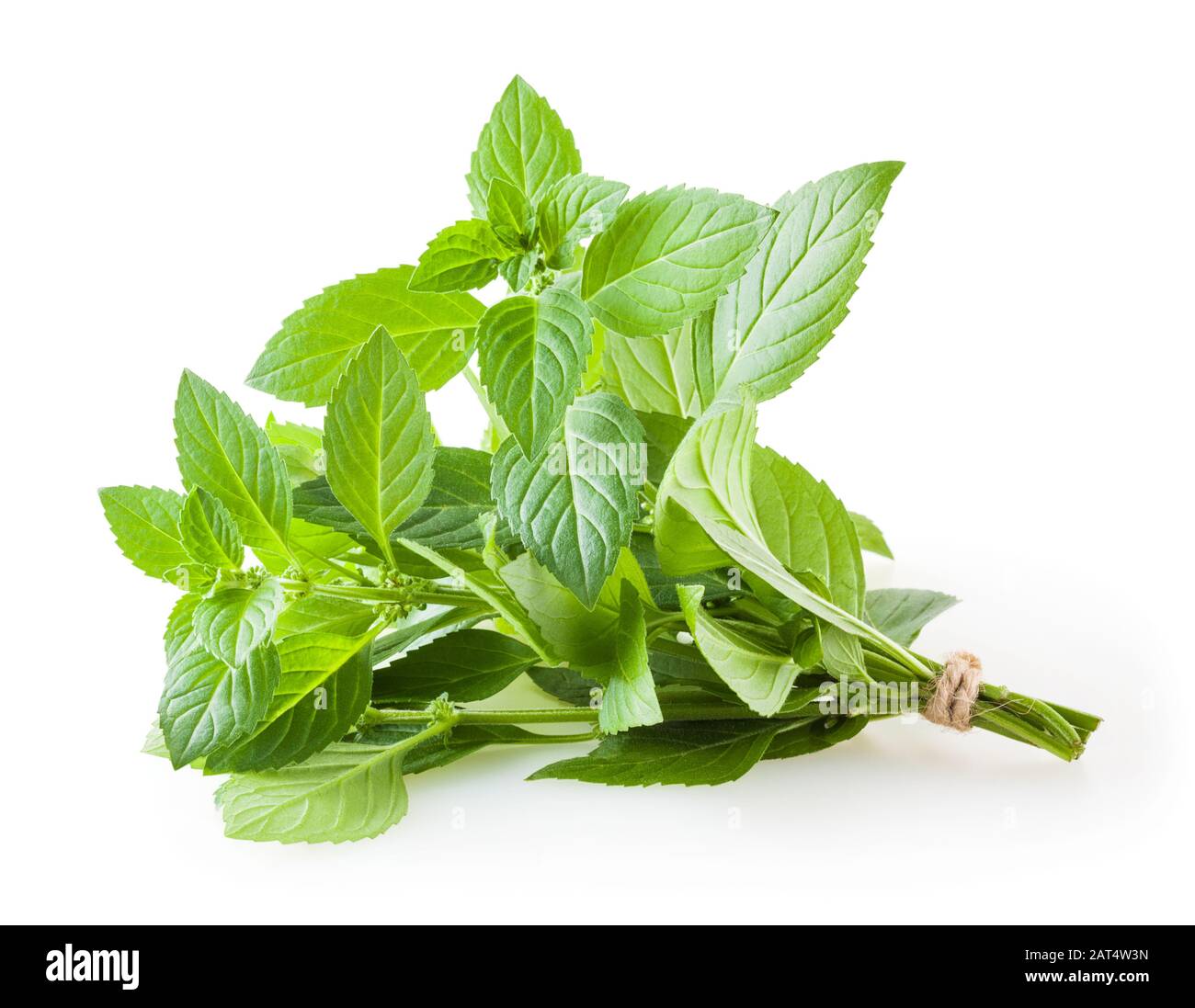 Bunch of mint isolated on white background Stock Photo