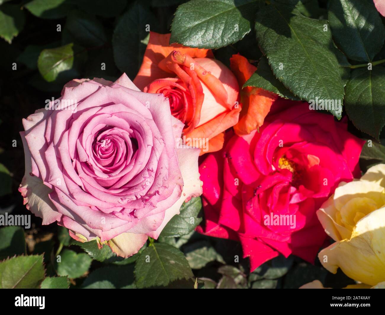 Close-up of multiple differently colored unplucked roses Stock Photo ...