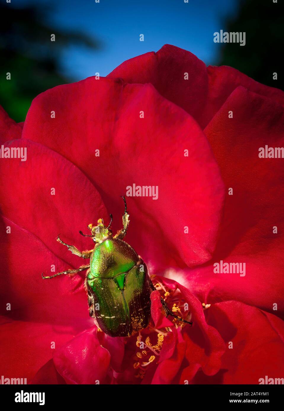 Crawling Roses High Resolution Stock Photography and Images Alamy