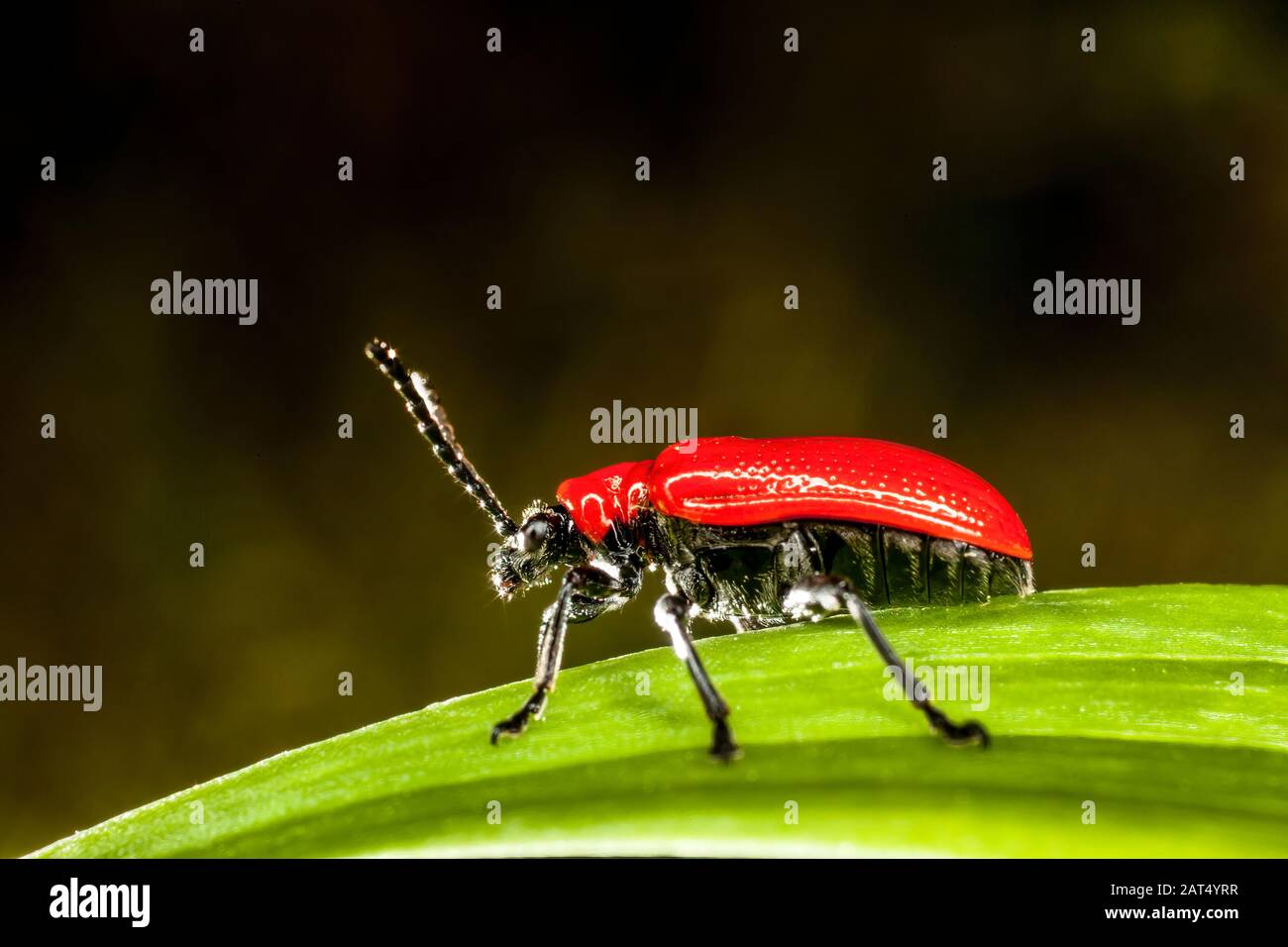 Scarlet lily beetles seen on lily leaves. They are a pest affecting lilies and fritillaries and cause holes in the leaves leading to defoliation. Stock Photo