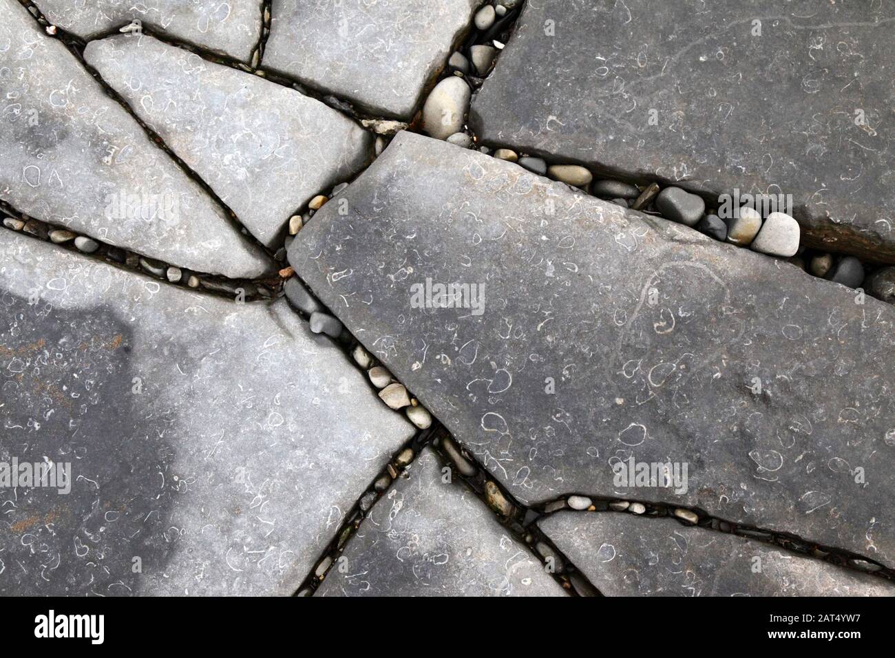 Limestone pavement with small fossils on foreshore at Lavernock Point, South Glamorgan, Wales, UK Stock Photo