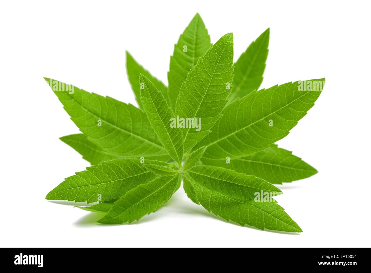 lemon verbena isolated on white background Stock Photo