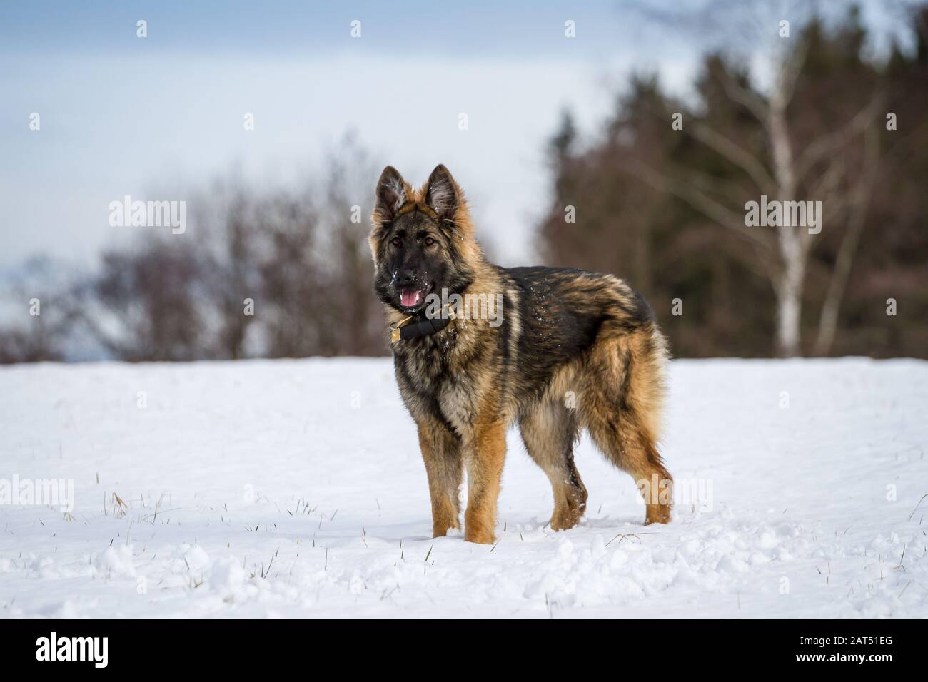 Young long-haired German Shepherd Dog (Alsatian Dog) standing in the meadow on a snowy winter day Stock Photo