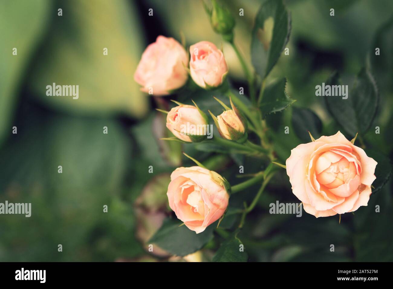 Blooming roses bunched together. Aged photo. Wallpaper photo. Copy space. Delicate pink roses on the blurry green background. Stock Photo