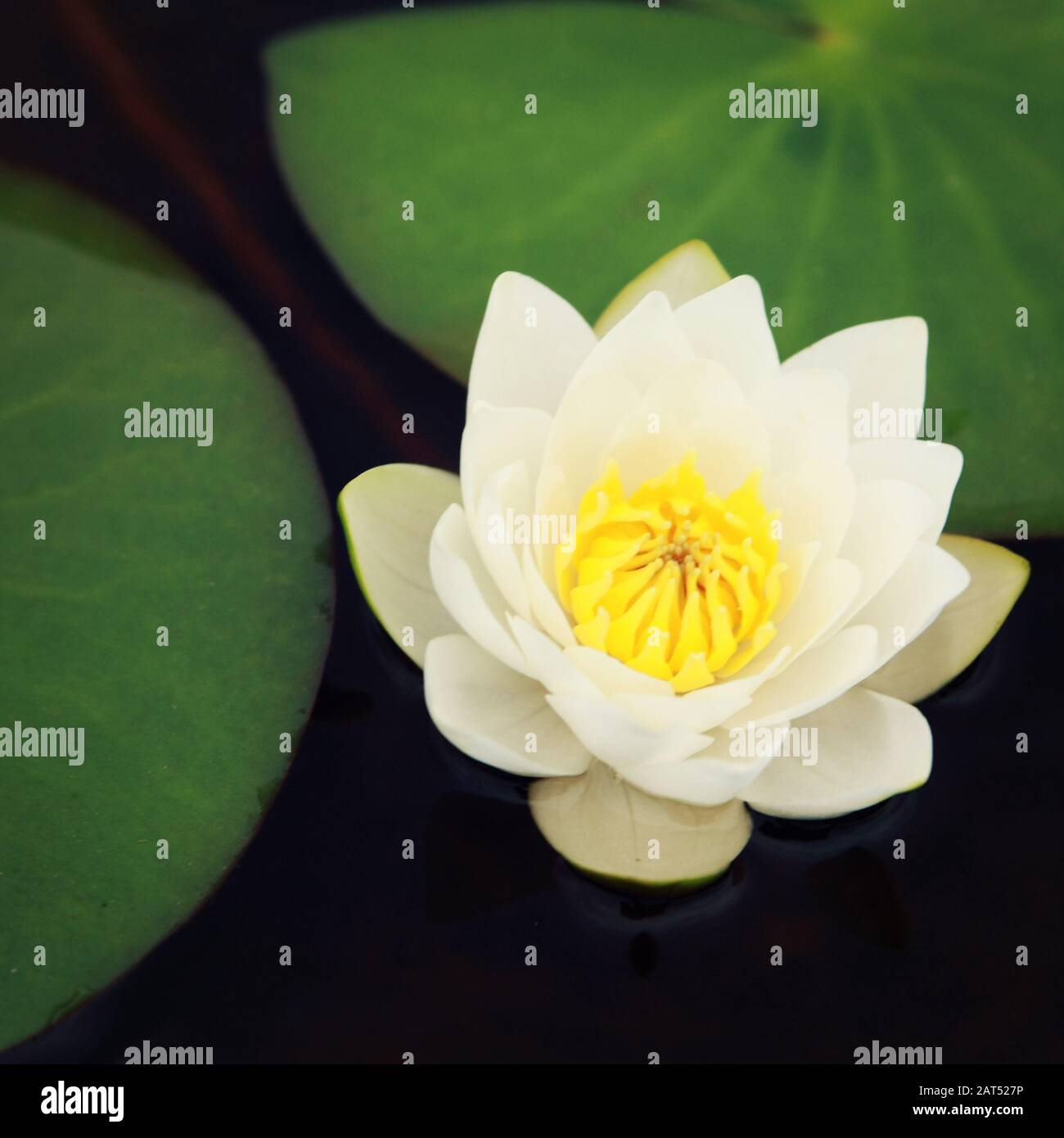 Nympaea Tetragona Georgi. White water lily and green lily pads in the lake. IUCN, Red List. Kenozersky National Park (UNESCO Biosphere Reserve), Russi Stock Photo