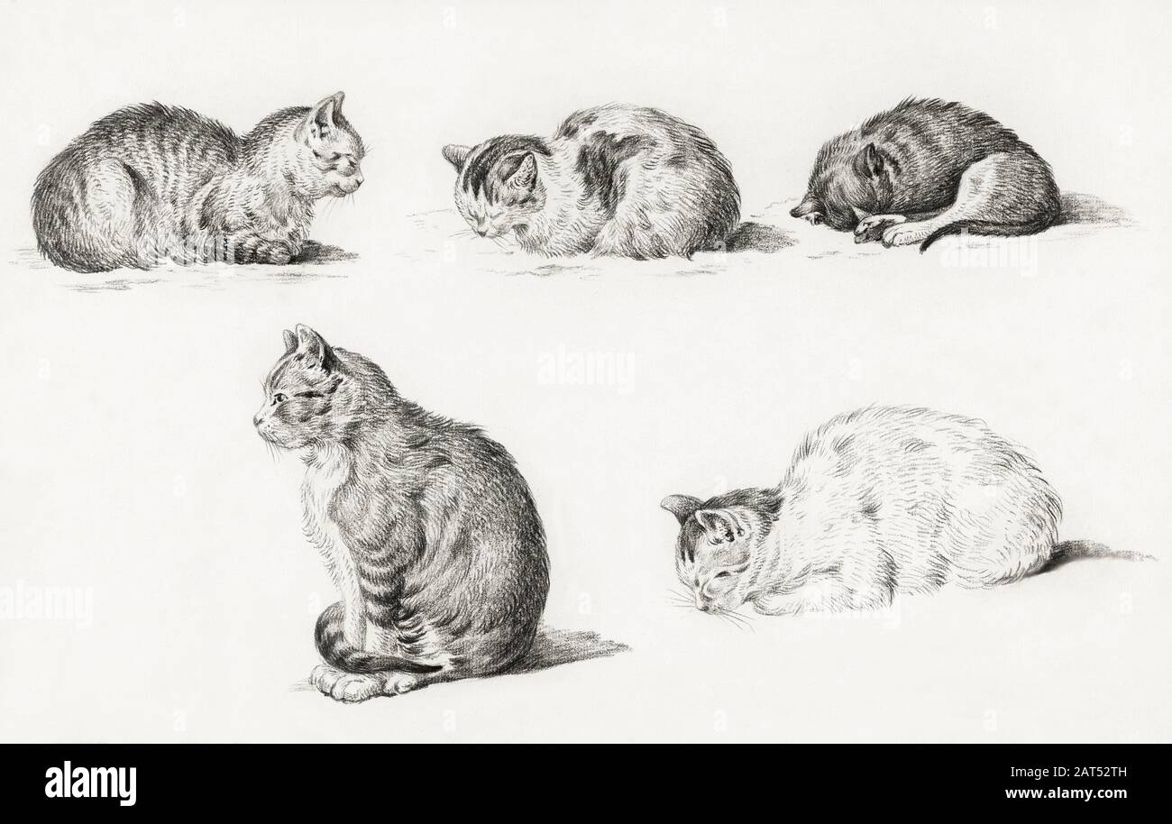 Vintage Cat Illustration Artwork Stock Photo Alamy Vintage Cat Illustration Artwork Stock Photo Alamy