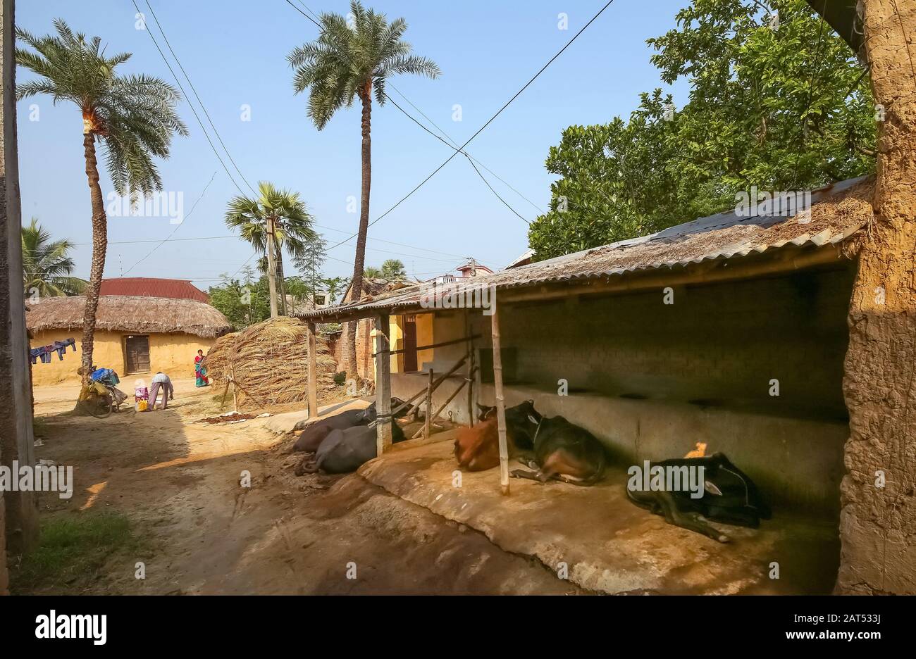 Rural Indian village at Bolpur West Bengal with view of mud hut and unpaved village road with domestic animals by the roadside Stock Photo