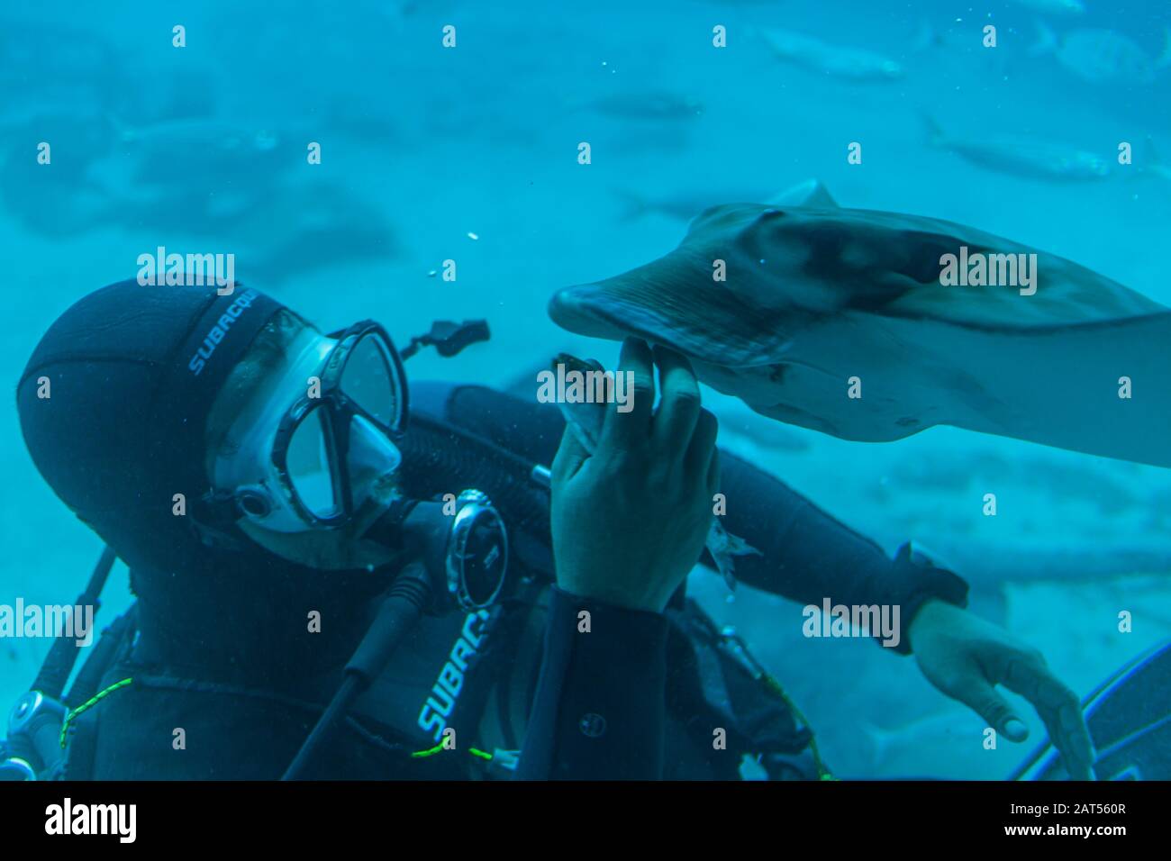 scuba diver underwater feeding fish stingray Stock Photo