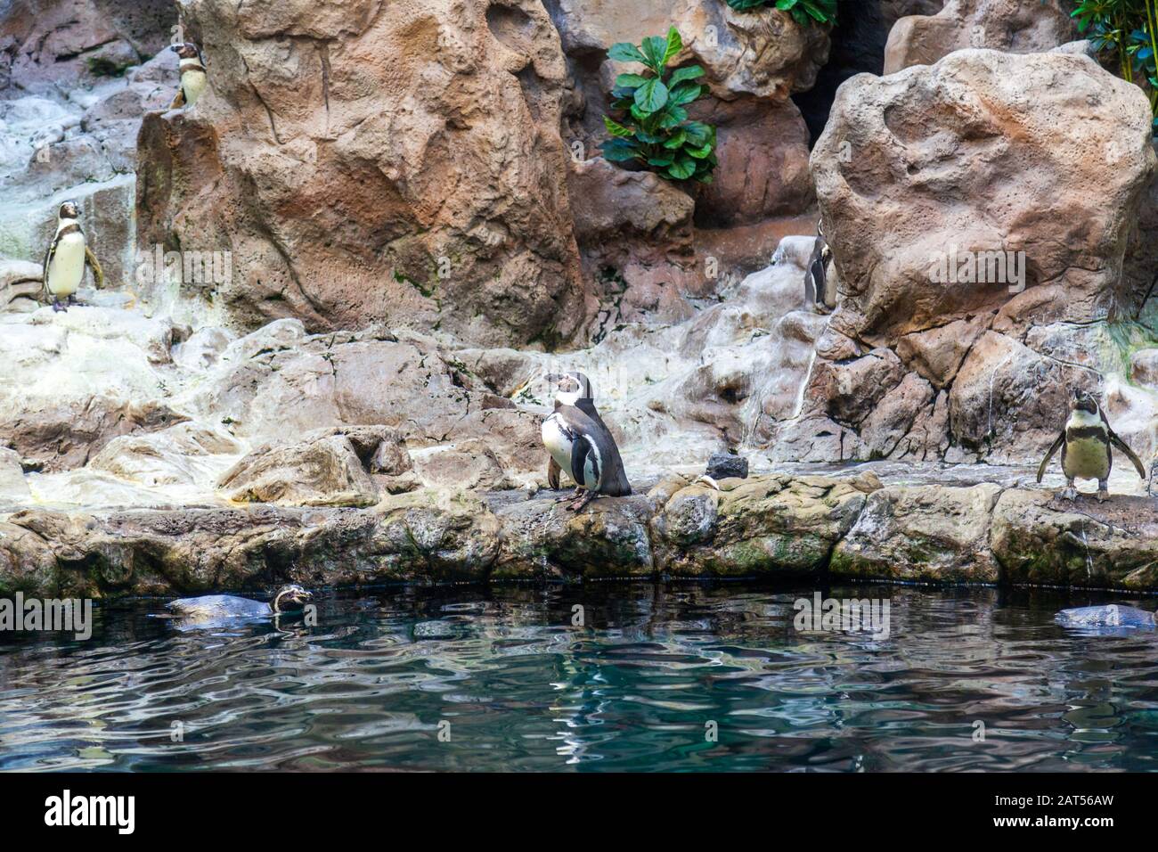 Planet Penguin Real snow, a huge iceberg and hundreds of penguins at loro park tenerife Stock Photo