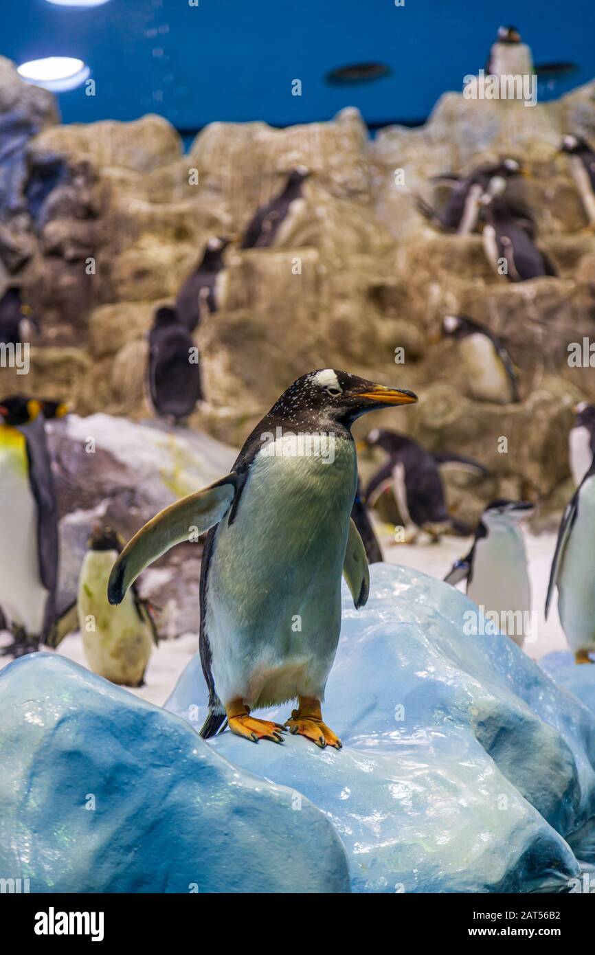 Planet Penguin Real snow, a huge iceberg and hundreds of penguins at loro park tenerife Stock Photo