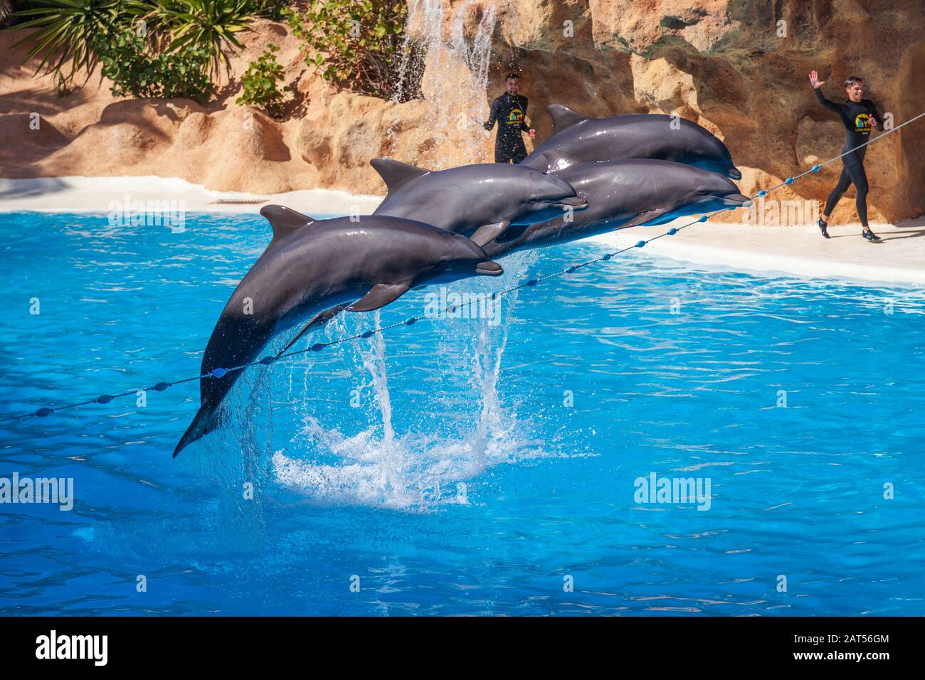 dolphin show at Loro Parque or Loro Park is a zoo on the outskirts of Puerto de la Cruz on Tenerife Stock Photo