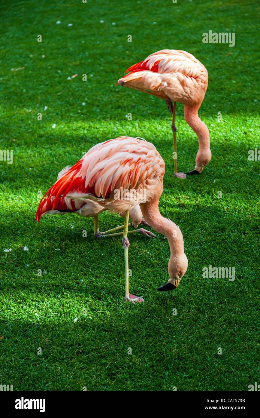 flamingos at loro park tenerife Stock Photo
