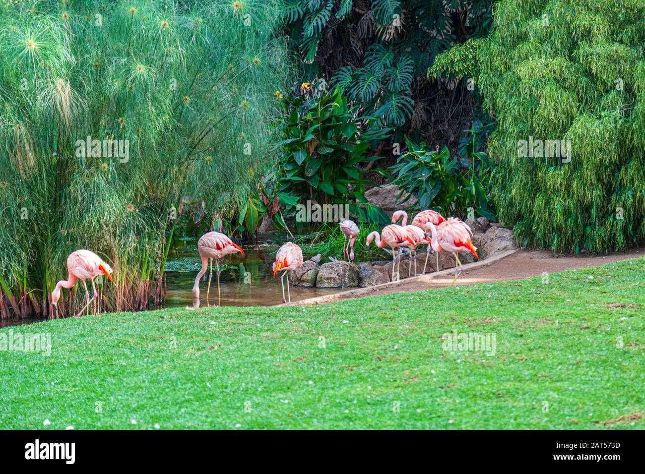 flamingos at loro park tenerife Stock Photo