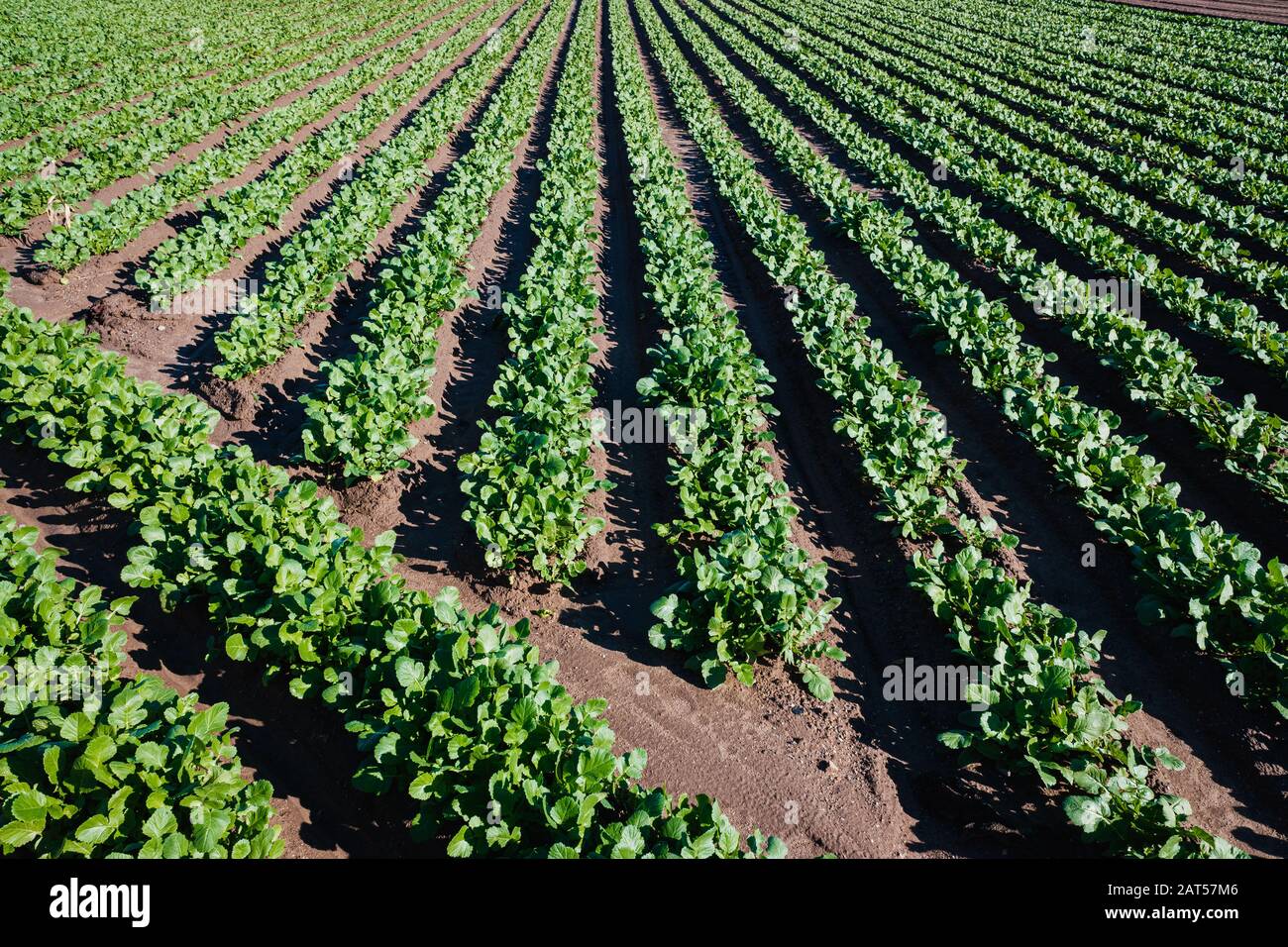 Plantation of green leaf radishes in an orchard in Valencia, Spain. Stock Photo