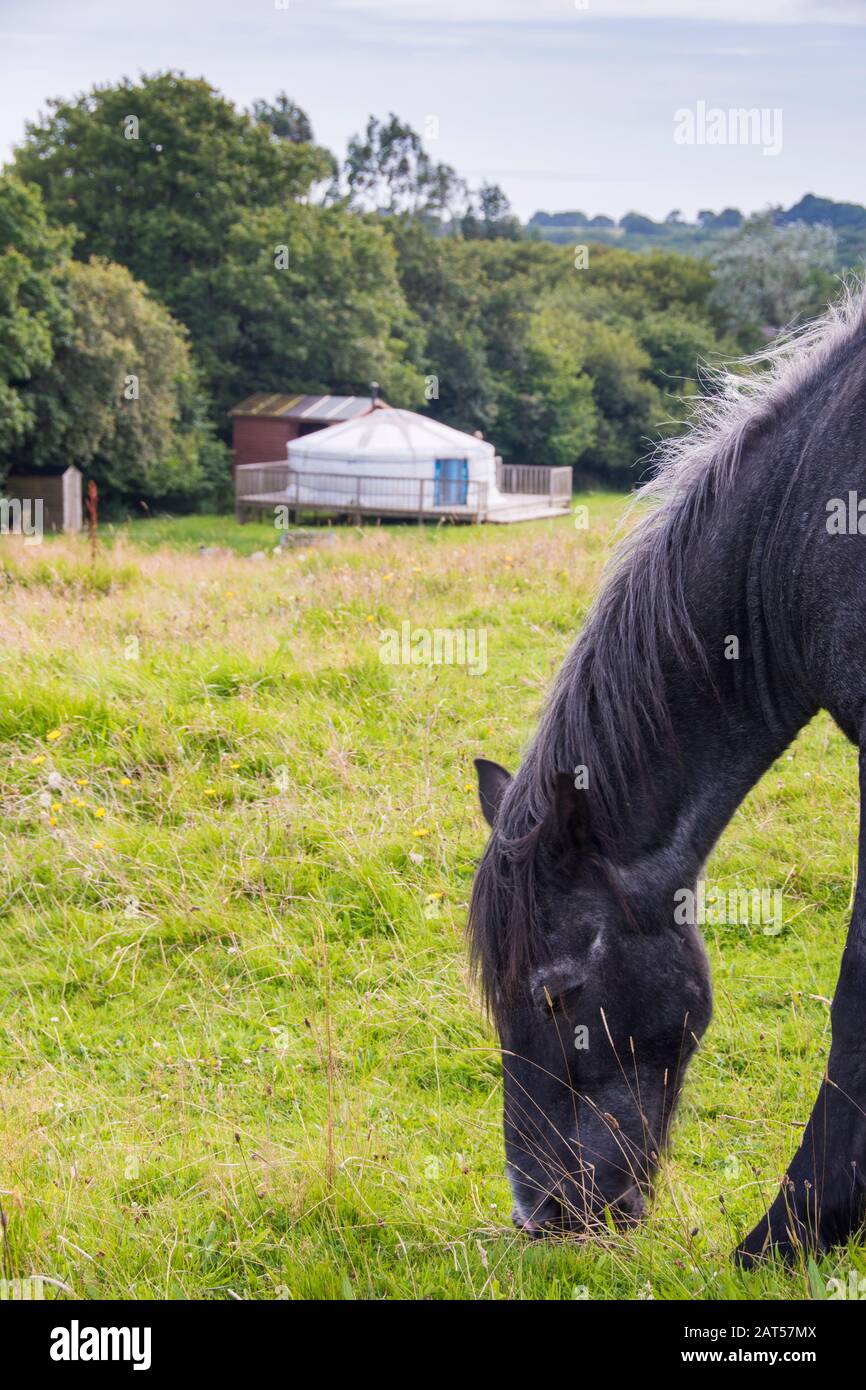 Wales, UK: 11 Aug  2016 : horse grazing before the luxury camping or glamping accommodation yurt at Seren Retreat, Bryncoch Farm near Swansea, The Gow Stock Photo