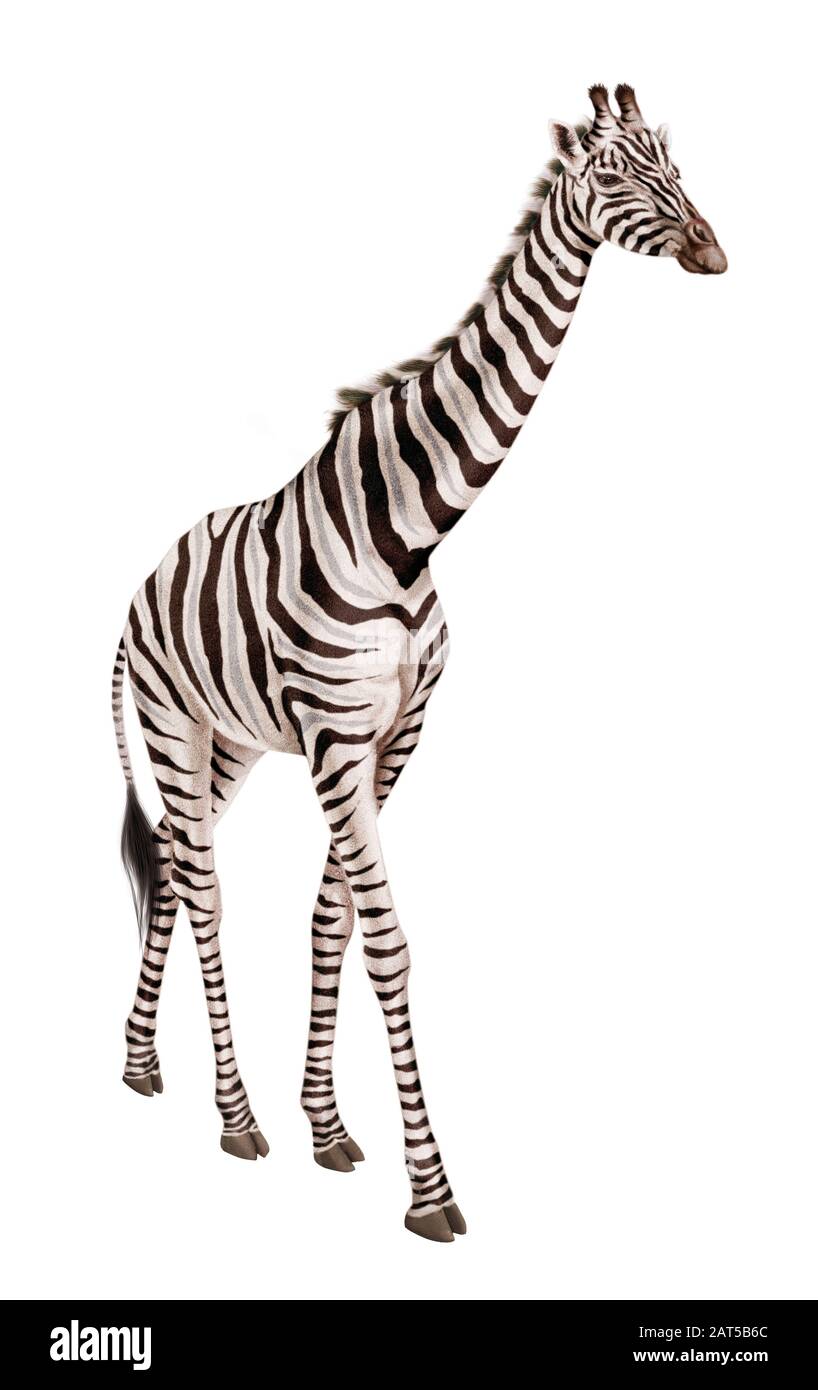 Giraffe zebra hybrid realistic illustration - Alamy