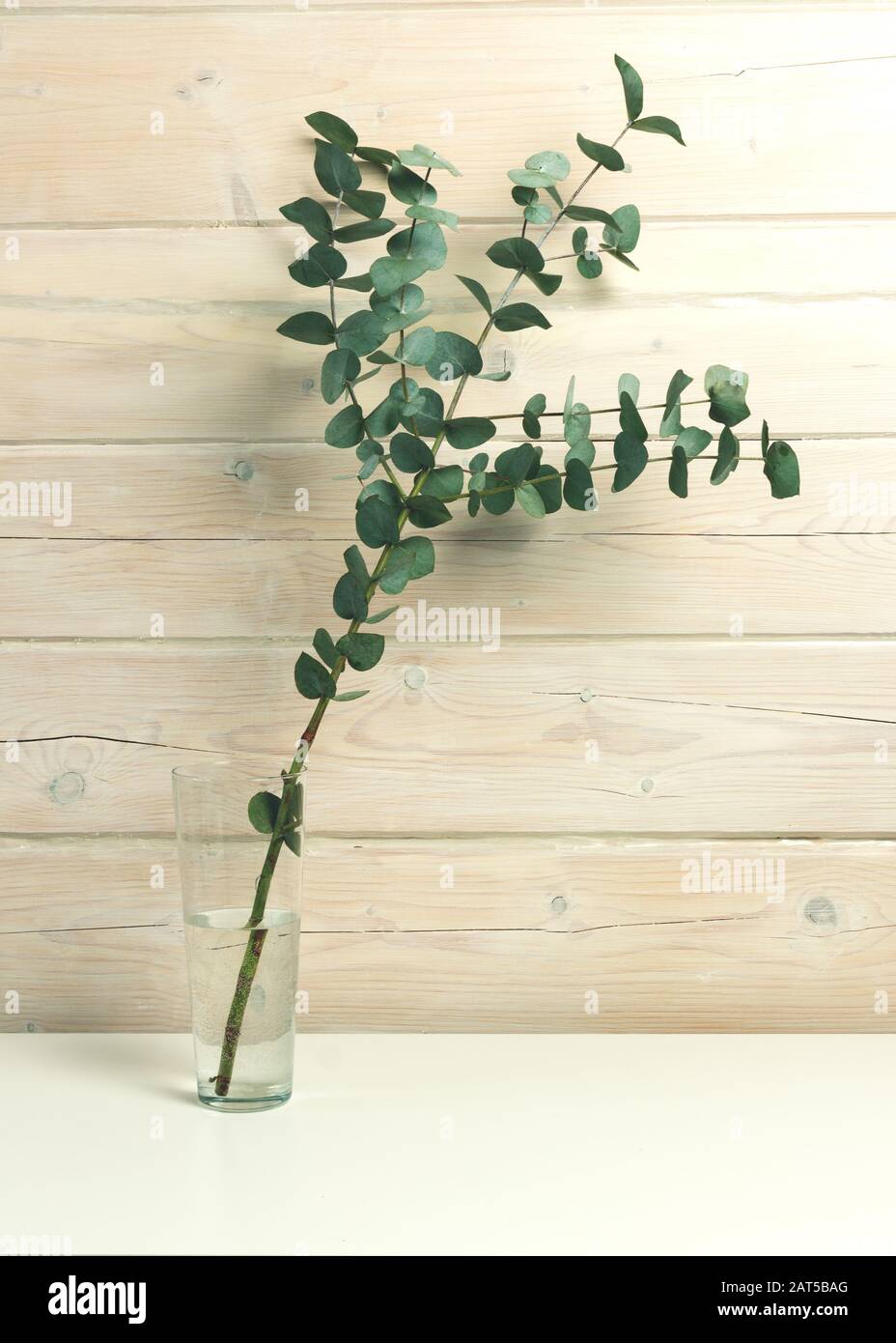 Eucalyptus Leaves Bunch High Resolution Stock Photography and Images ...