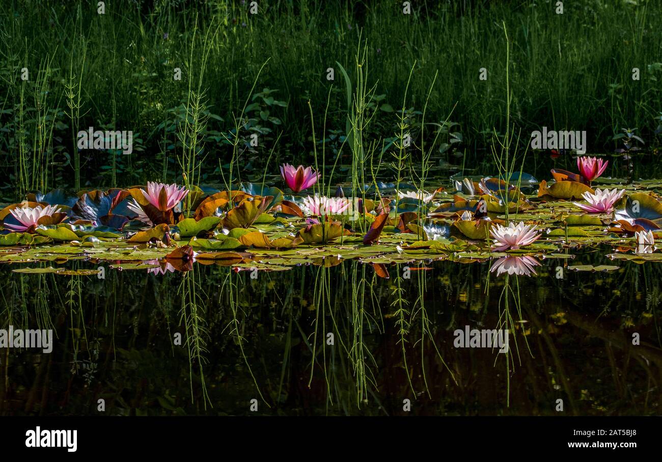 Water lilies (Nymphaea)  are a feast for the eyes every year. Stock Photo