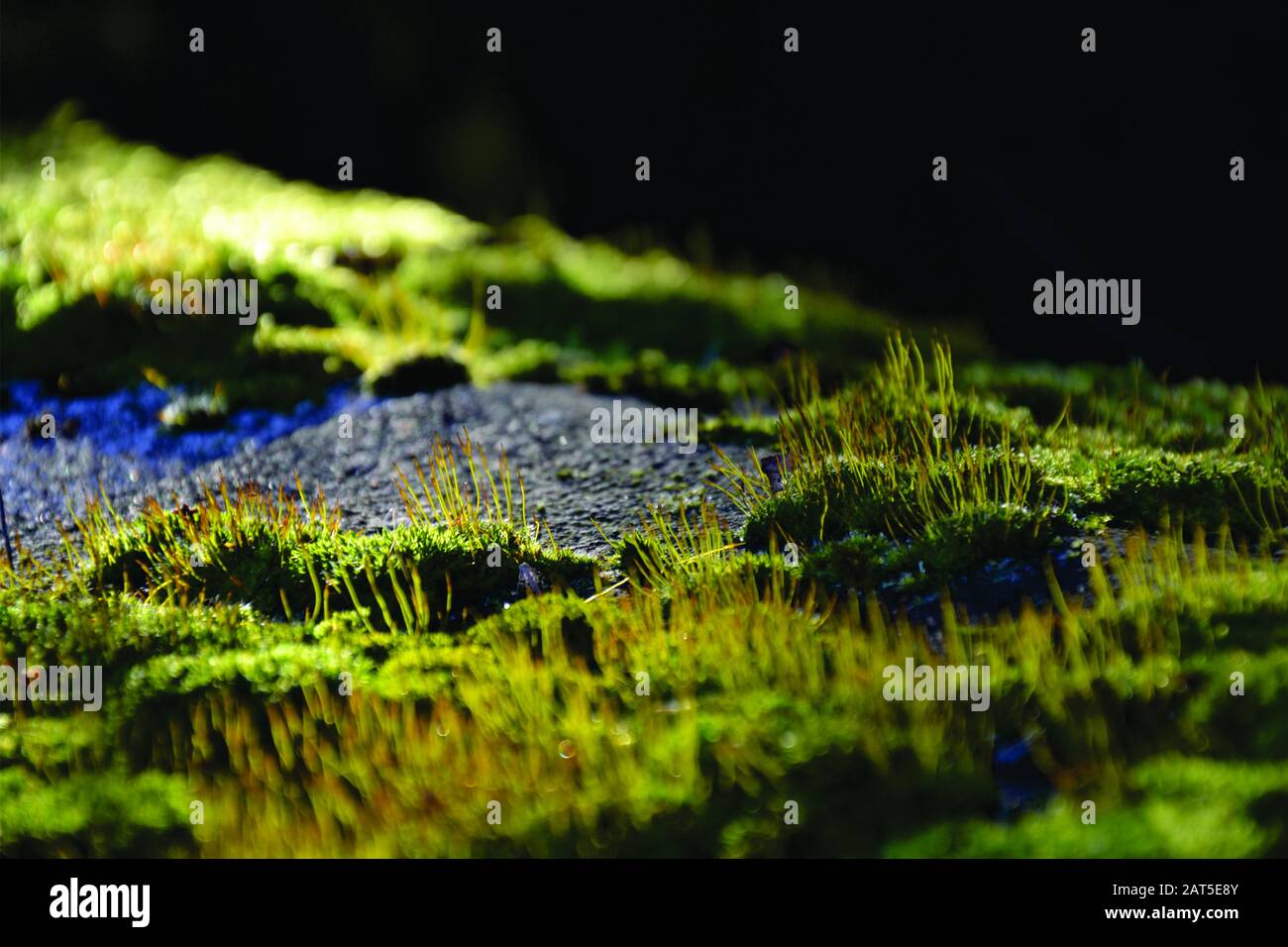 Green grass and stone Stock Photo