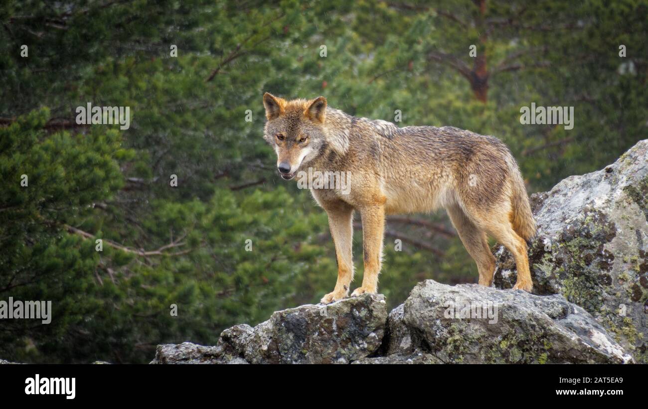 Wet Canis Lupus Signatus watching over rocks while raining Stock Photo ...