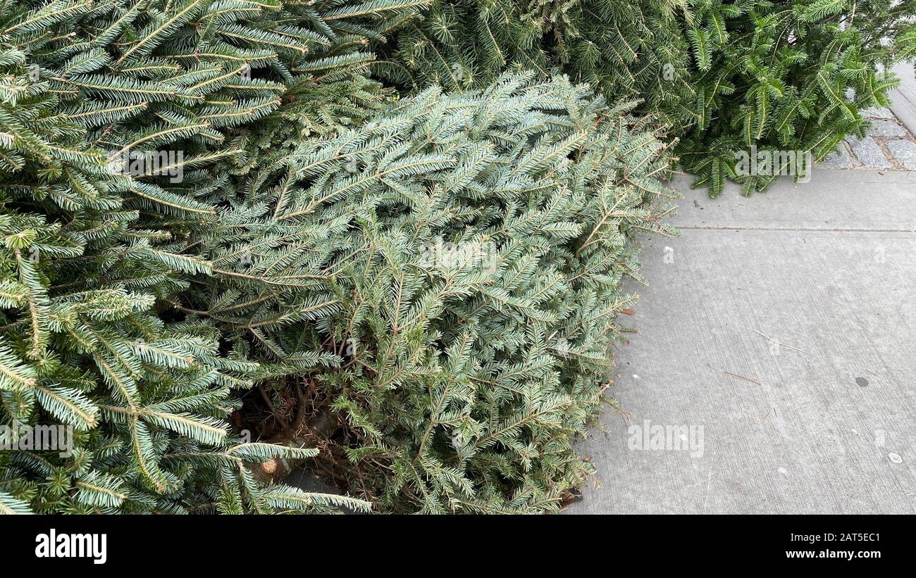 Christmas tree lying on sidewalk ready for trash removal Stock Photo