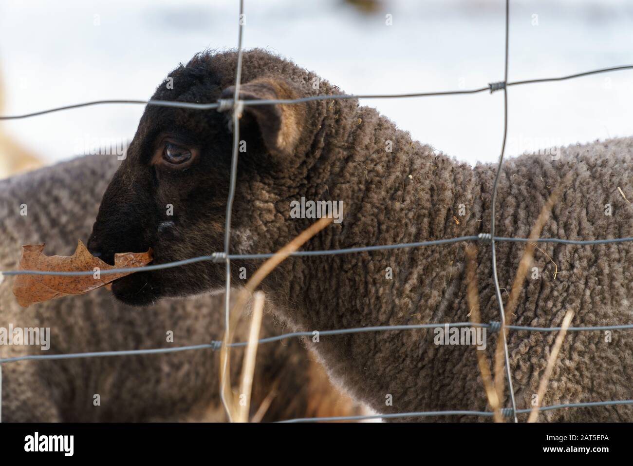 One cute black lamb stands behind a wire fence on a snowy pasture and eats a dried brown leaf - eye level shot, side view, horizontal, background blur Stock Photo