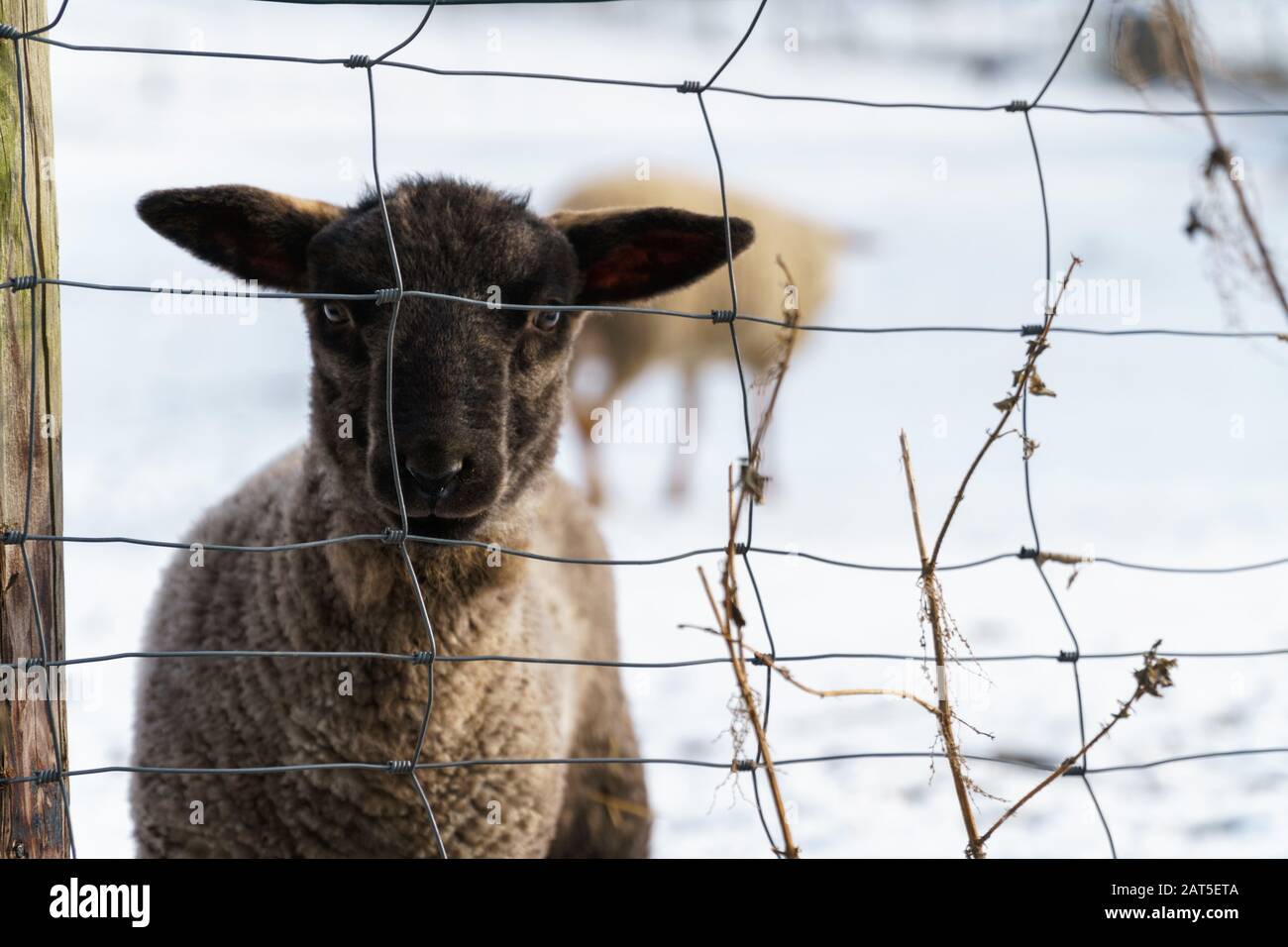 One cute black lamb stands behind a wire fence on a snowy pasture and looks straight into the camera - eye level shot, horizontal, blurred background Stock Photo