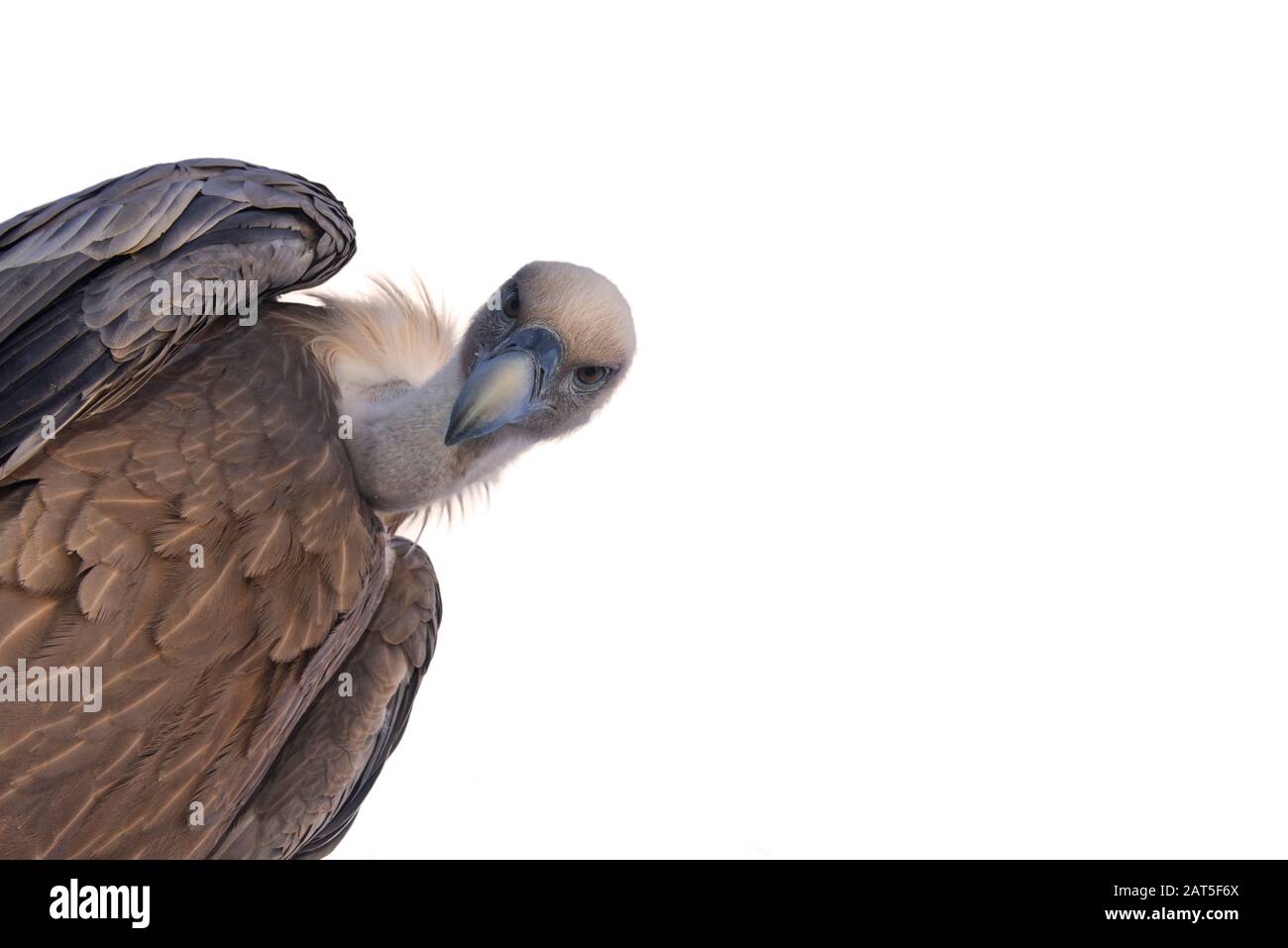 Worm's-eye view on griffon vulture (Gyps fulvus) looking down on prey against white background Stock Photo