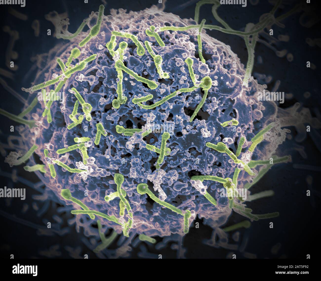 Ebola Virus on cell. bola virus disease (EVD) is a deadly disease with occasional outbreaks that occur primarily on the African continent. EVD most commonly affects people and nonhuman primates (such as monkeys, gorillas, and chimpanzees). It is caused by an infection with a group of viruses within the genus Ebolavirus: Ebola virus (species Zaire ebolavirus) Sudan virus (species Sudan ebolavirus) Taï Forest virus (species Taï Forest ebolavirus, formerly Côte d’Ivoire ebolavirus) Bundibugyo virus (species Bundibugyo ebolavirus) Reston virus Stock Photo