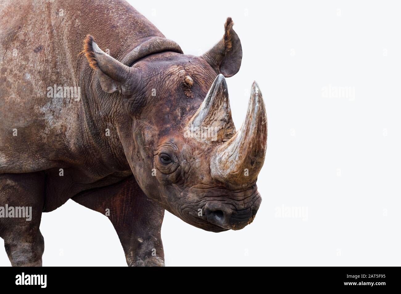 Black rhinoceros / black rhino / hooklipped rhinoceros (Diceros