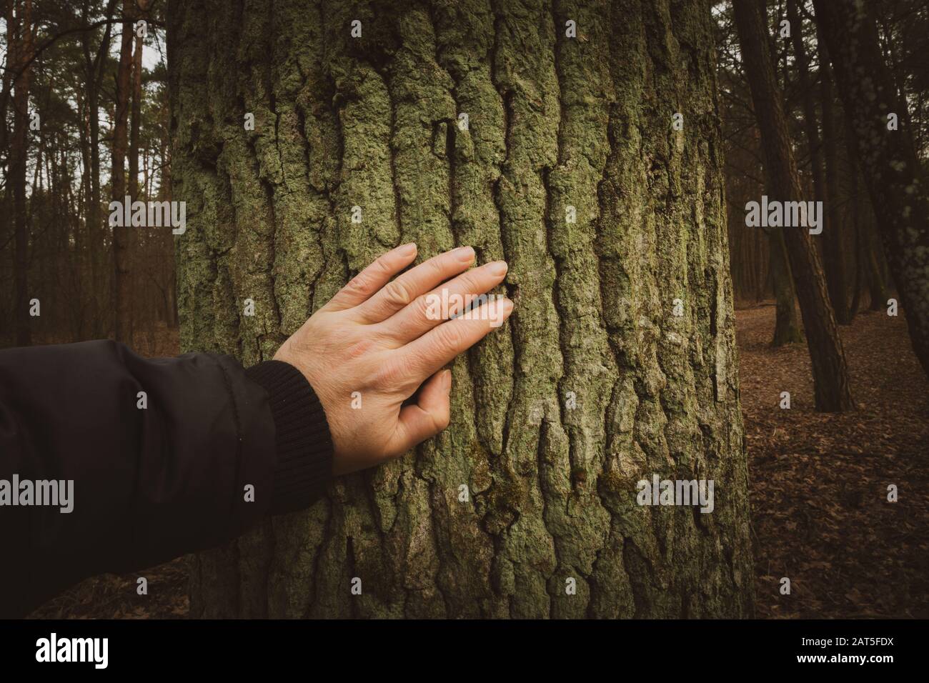 Hand touching a tree trunk in the park Stock Photo