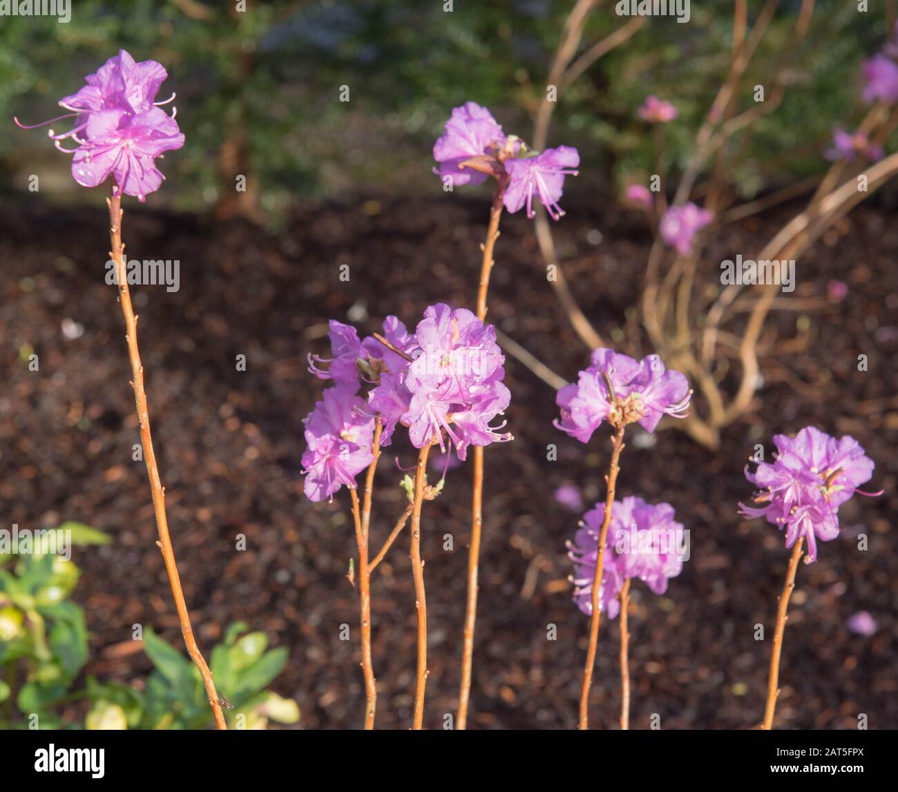 winter-flowering-rhododendron-dauricum-mid-winter-growing-in-a