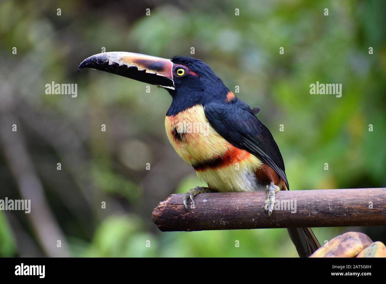 A collared aracari seen in Tenorio Volcano National Park, Costa Rica Stock Photo