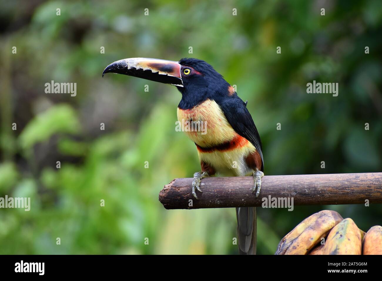 A collared aracari seen in Tenorio Volcano National Park, Costa Rica Stock Photo