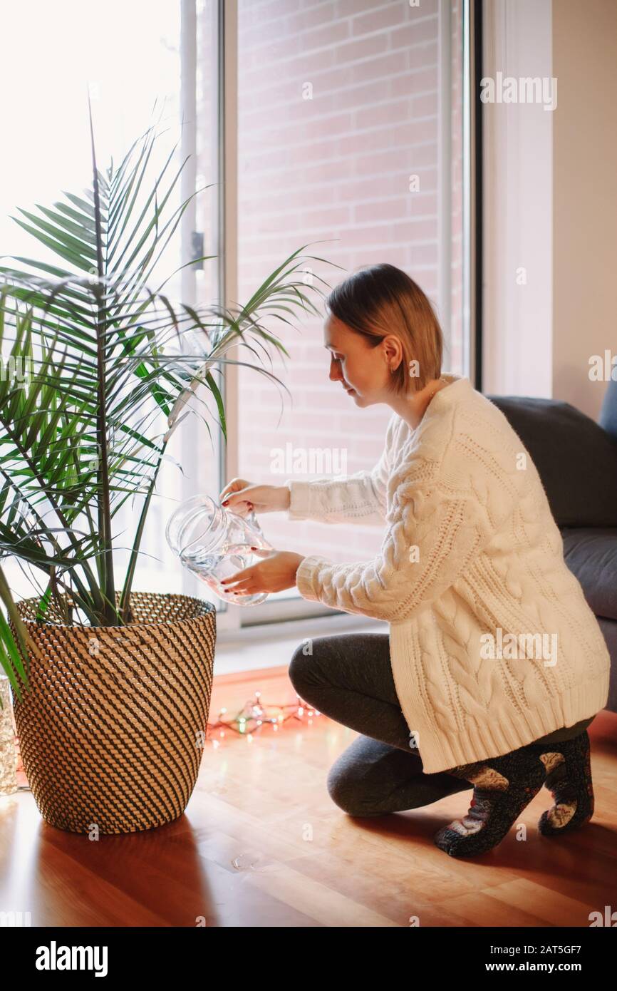 Happy Caucasian woman pouring water from glass jar on green home plant in pot. Large houseplant howea palm in apartment  house interior indoor. Care a Stock Photo