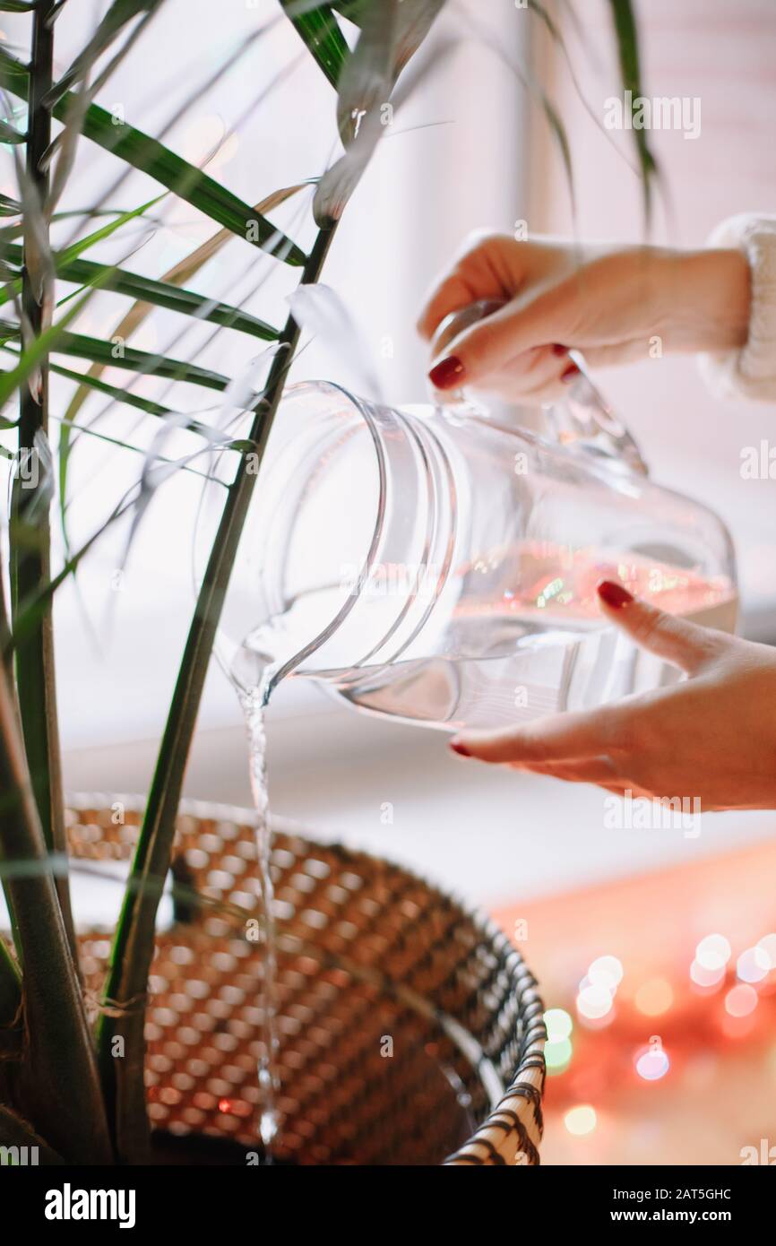 Closeup of woman hands pouring water from glass jar on green home plant in pot. Large houseplant howea palm in apartment  house interior indoor. Care Stock Photo