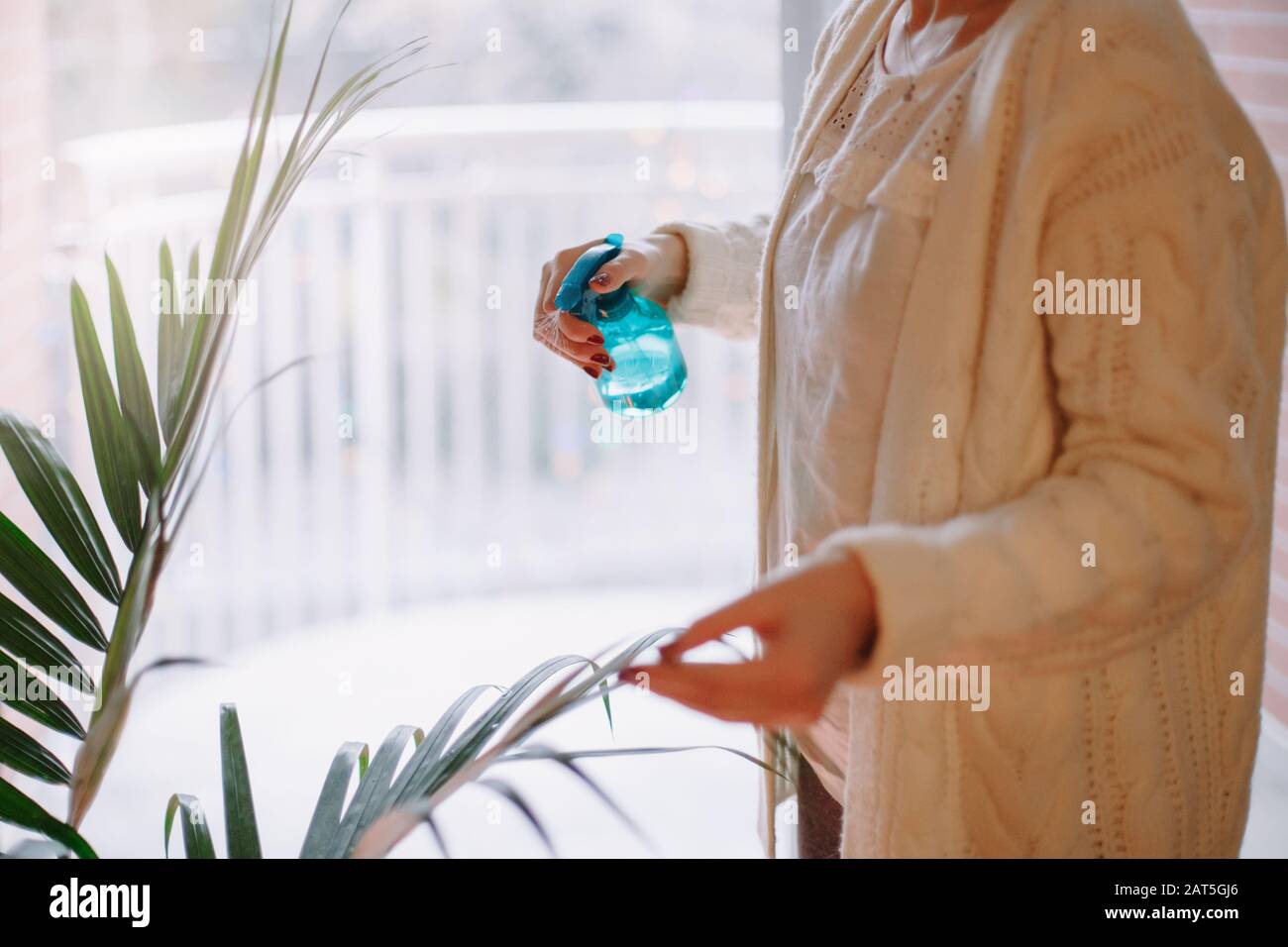 Closeup of woman hands pouring water from sprinkler on green home plant. Large houseplant howea palm in apartment  house interior indoor. Person care Stock Photo