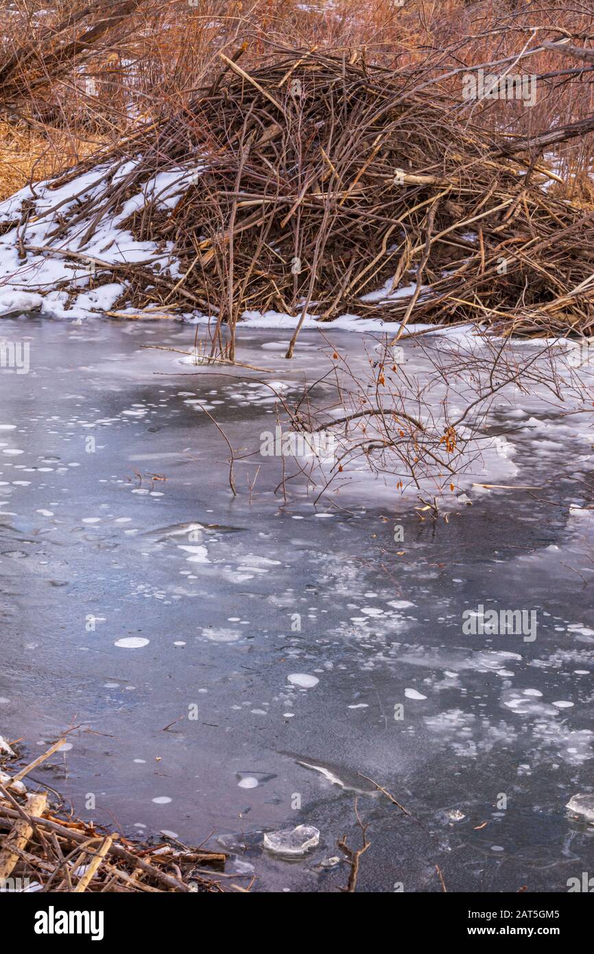 American beaver lodge hires stock photography and images Alamy