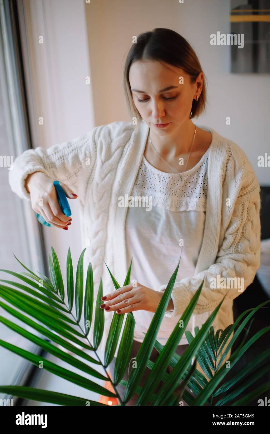Caucasian woman pouring water from sprinkler on green home plant. Large houseplant howea palm in apartment  house interior indoor. Person care about e Stock Photo