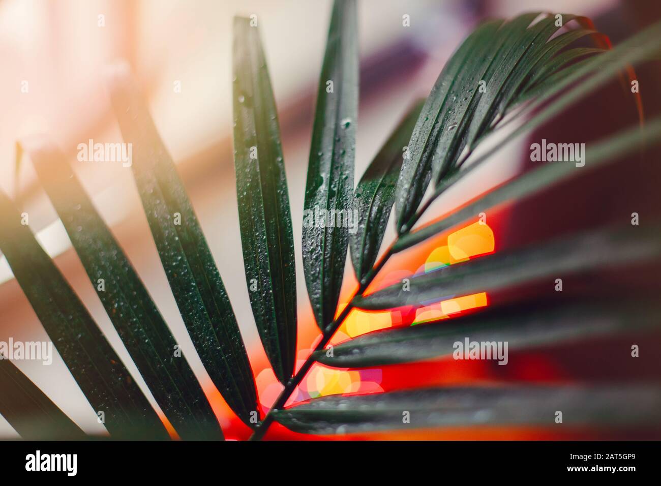 Closeup of large home green plant howea branch leaf with water drops. House interior decoration with houseplant hovea. Soft selective focus. Defocused Stock Photo