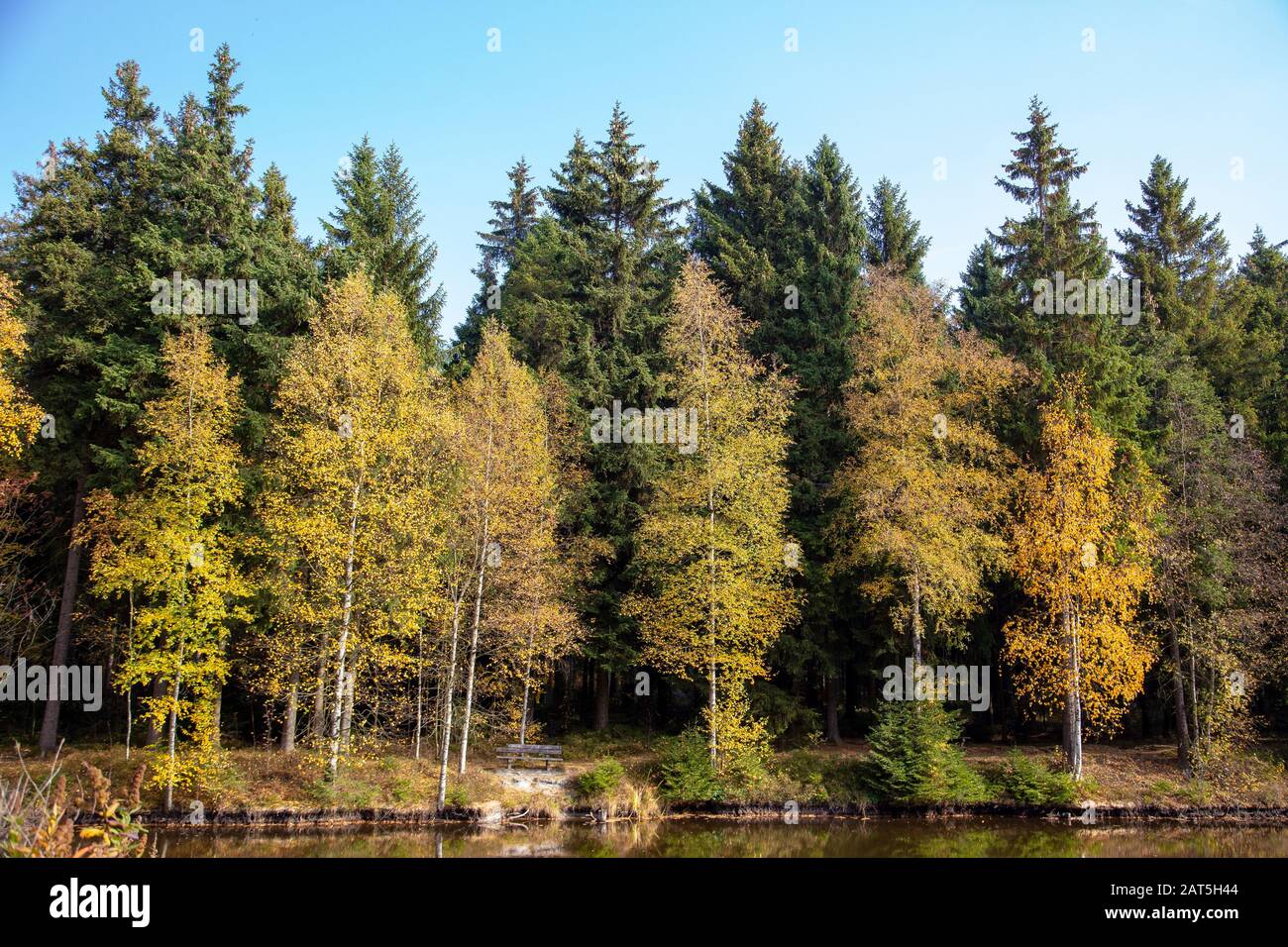 a little lake in a forest in autumn Stock Photo Alamy