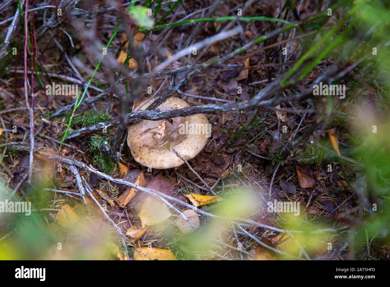 A mushroom hidden under twigs and branches in autumn Stock Photo