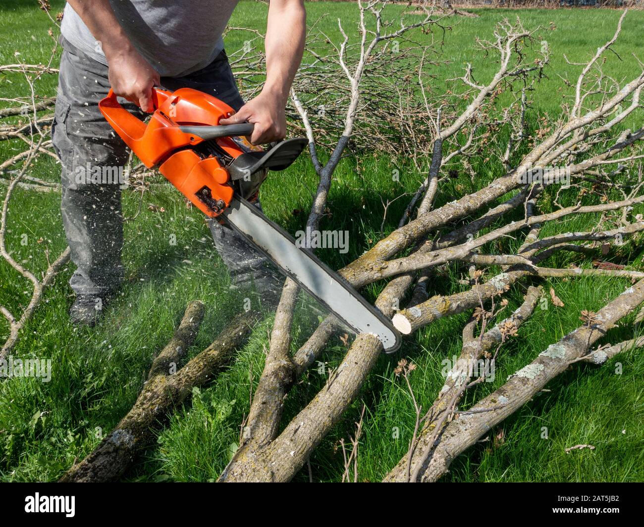 Cutting The Limbs Of A Tree With A Motorized Chain Saw Stock Photo Alamy   Cutting The Limbs Of A Tree With A Motorized Chain Saw 2AT5JB2 