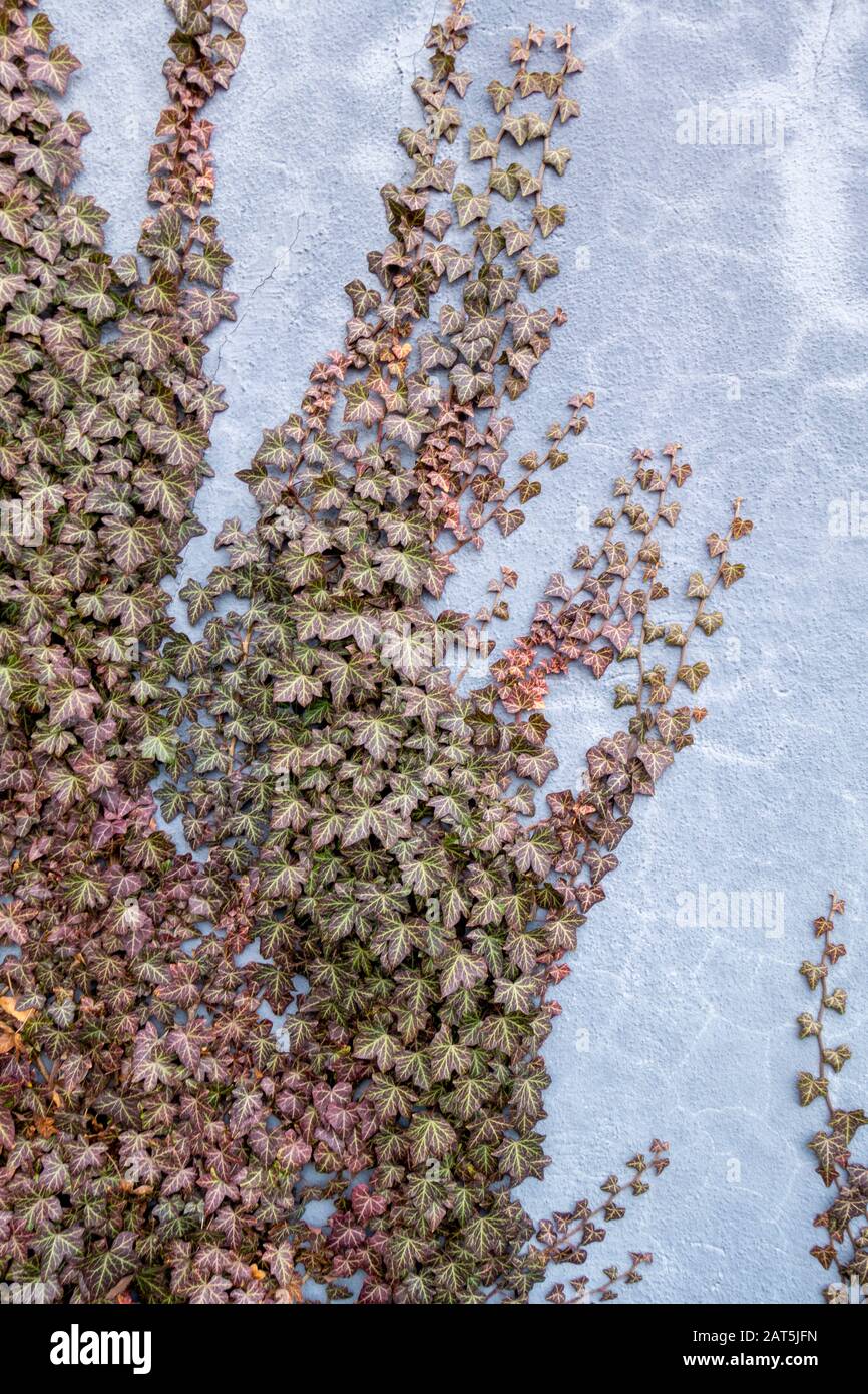 vine Plant that Attach to a Stucco Wall and grow Creep crawl Up Stock