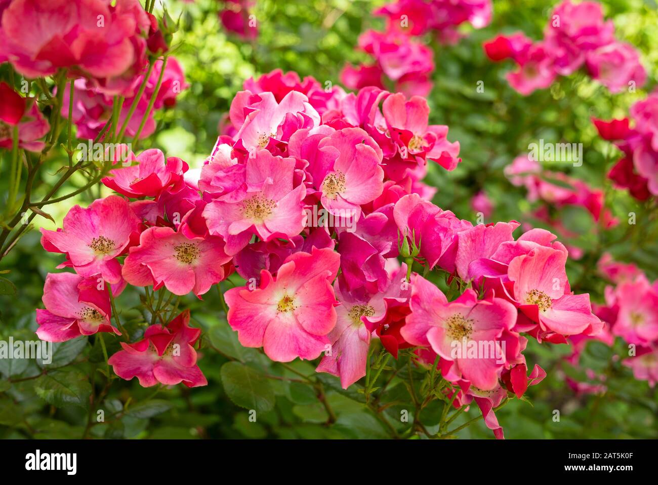 Floribunda Rosa Betty Prior was introduced in 1935 and is seen here growing in a Wiltshire garden Stock Photo