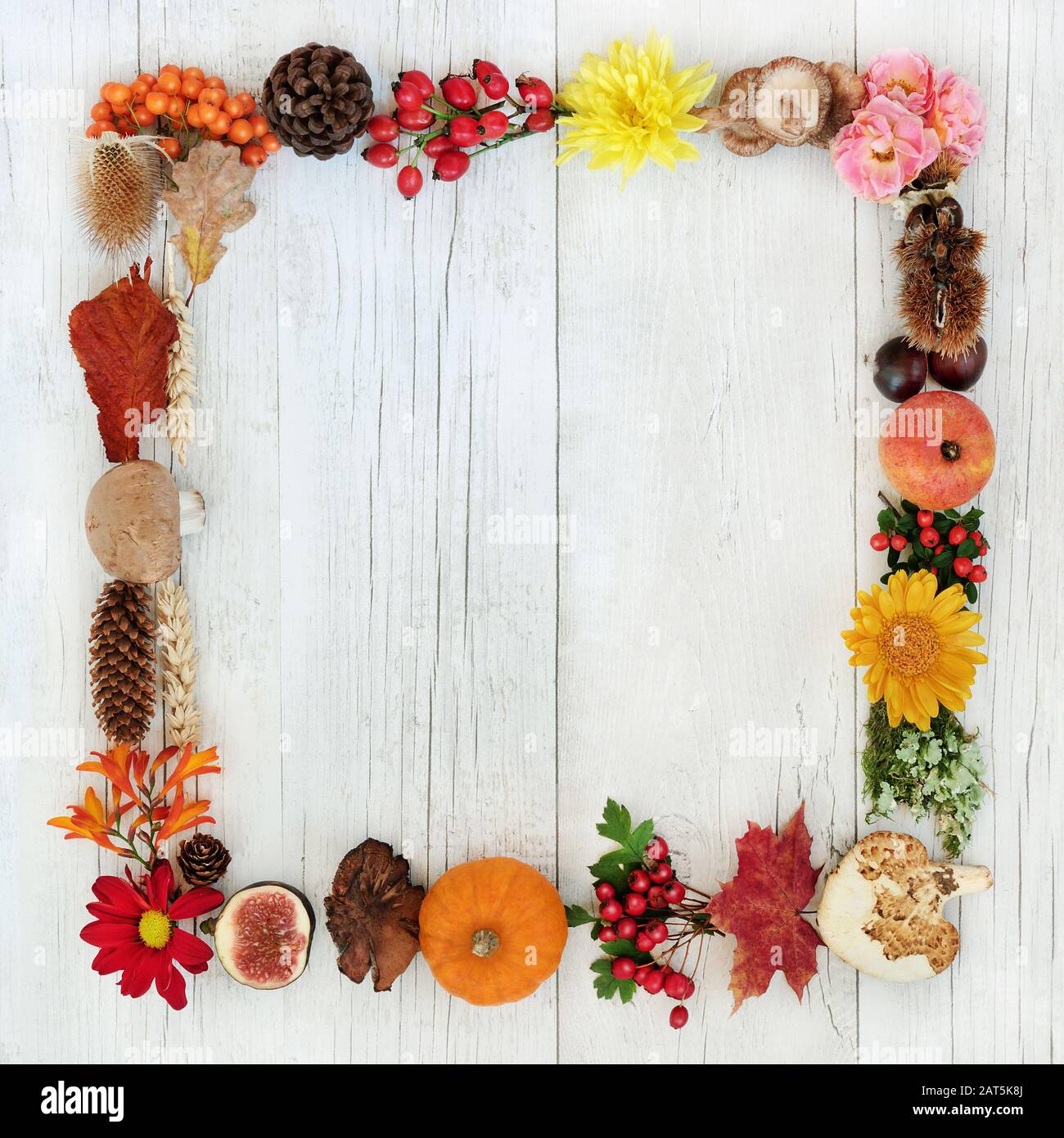 Autumn wreath harvest background border with a variety of natural flora, fauna and food on rustic wood background. Top view. Stock Photo