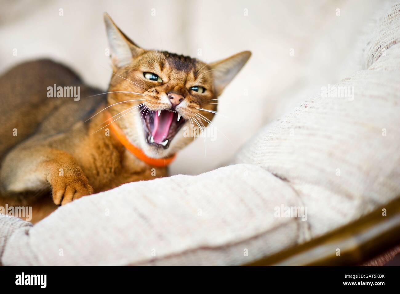 Domestic Cat Paw And Mouth High Resolution Stock Photography and Images